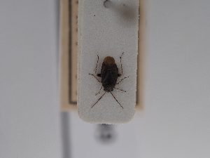  ( - BGE_ZSM_HET_0849)  @11 [ ] by-nc-sa (2025) SNSB, Staatliche Naturwissenschaftliche Sammlungen Bayerns ZSM (SNSB, Zoologische Staatssammlung Muenchen)