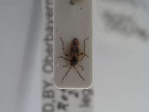  ( - BGE_ZSM_HET_0856)  @11 [ ] by-nc-sa (2025) SNSB, Staatliche Naturwissenschaftliche Sammlungen Bayerns ZSM (SNSB, Zoologische Staatssammlung Muenchen)
