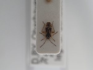  ( - BGE_ZSM_HET_0857)  @11 [ ] by-nc-sa (2025) SNSB, Staatliche Naturwissenschaftliche Sammlungen Bayerns ZSM (SNSB, Zoologische Staatssammlung Muenchen)