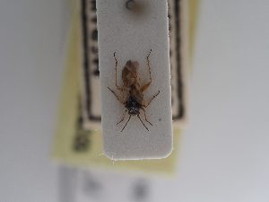  ( - BGE_ZSM_HET_0858)  @11 [ ] by-nc-sa (2025) SNSB, Staatliche Naturwissenschaftliche Sammlungen Bayerns ZSM (SNSB, Zoologische Staatssammlung Muenchen)