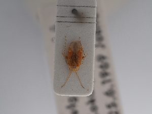  ( - BGE_ZSM_HET_0860)  @11 [ ] by-nc-sa (2025) SNSB, Staatliche Naturwissenschaftliche Sammlungen Bayerns ZSM (SNSB, Zoologische Staatssammlung Muenchen)