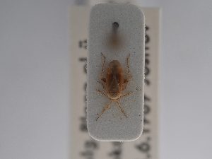  ( - BGE_ZSM_HET_0861)  @11 [ ] by-nc-sa (2025) SNSB, Staatliche Naturwissenschaftliche Sammlungen Bayerns ZSM (SNSB, Zoologische Staatssammlung Muenchen)