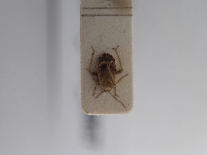  ( - BGE_ZSM_HET_0867)  @11 [ ] by-nc-sa (2025) SNSB, Staatliche Naturwissenschaftliche Sammlungen Bayerns ZSM (SNSB, Zoologische Staatssammlung Muenchen)