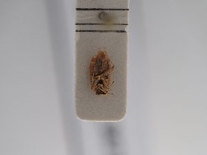  ( - BGE_ZSM_HET_0873)  @11 [ ] by-nc-sa (2025) SNSB, Staatliche Naturwissenschaftliche Sammlungen Bayerns ZSM (SNSB, Zoologische Staatssammlung Muenchen)