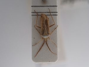  (Roudairea - BGE_ZSM_HET_0883)  @11 [ ] by-nc-sa (2025) SNSB, Staatliche Naturwissenschaftliche Sammlungen Bayerns ZSM (SNSB, Zoologische Staatssammlung Muenchen)