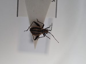  (Scirtetellus - BGE_ZSM_HET_0884)  @11 [ ] by-nc-sa (2025) SNSB, Staatliche Naturwissenschaftliche Sammlungen Bayerns ZSM (SNSB, Zoologische Staatssammlung Muenchen)