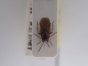  ( - BGE_ZSM_HET_0897)  @11 [ ] by-nc-sa (2025) SNSB, Staatliche Naturwissenschaftliche Sammlungen Bayerns ZSM (SNSB, Zoologische Staatssammlung Muenchen)