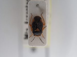  ( - BGE_ZSM_HET_0898)  @11 [ ] by-nc-sa (2025) SNSB, Staatliche Naturwissenschaftliche Sammlungen Bayerns ZSM (SNSB, Zoologische Staatssammlung Muenchen)