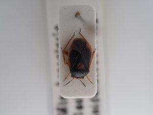  ( - BGE_ZSM_HET_0899)  @11 [ ] by-nc-sa (2025) SNSB, Staatliche Naturwissenschaftliche Sammlungen Bayerns ZSM (SNSB, Zoologische Staatssammlung Muenchen)