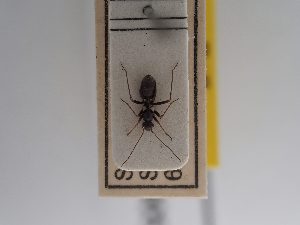  ( - BGE_ZSM_HET_0905)  @11 [ ] by-nc-sa (2025) SNSB, Staatliche Naturwissenschaftliche Sammlungen Bayerns ZSM (SNSB, Zoologische Staatssammlung Muenchen)