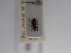  ( - BGE_ZSM_HET_0906)  @11 [ ] by-nc-sa (2025) SNSB, Staatliche Naturwissenschaftliche Sammlungen Bayerns ZSM (SNSB, Zoologische Staatssammlung Muenchen)