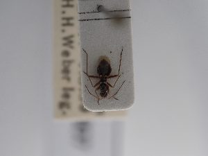  ( - BGE_ZSM_HET_0907)  @11 [ ] by-nc-sa (2025) SNSB, Staatliche Naturwissenschaftliche Sammlungen Bayerns ZSM (SNSB, Zoologische Staatssammlung Muenchen)