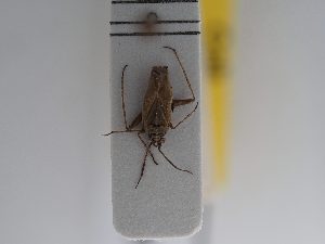  ( - BGE_ZSM_HET_0909)  @11 [ ] by-nc-sa (2025) SNSB, Staatliche Naturwissenschaftliche Sammlungen Bayerns ZSM (SNSB, Zoologische Staatssammlung Muenchen)