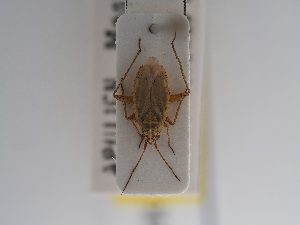  (Thermocoris - BGE_ZSM_HET_0910)  @11 [ ] by-nc-sa (2025) SNSB, Staatliche Naturwissenschaftliche Sammlungen Bayerns ZSM (SNSB, Zoologische Staatssammlung Muenchen)
