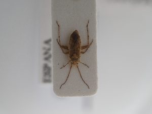  (Tragiscocoris - BGE_ZSM_HET_0913)  @11 [ ] by-nc-sa (2025) SNSB, Staatliche Naturwissenschaftliche Sammlungen Bayerns ZSM (SNSB, Zoologische Staatssammlung Muenchen)