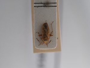  ( - BGE_ZSM_HET_0914)  @11 [ ] by-nc-sa (2025) SNSB, Staatliche Naturwissenschaftliche Sammlungen Bayerns ZSM (SNSB, Zoologische Staatssammlung Muenchen)