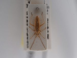  ( - BGE_ZSM_HET_0917)  @11 [ ] by-nc-sa (2025) SNSB, Staatliche Naturwissenschaftliche Sammlungen Bayerns ZSM (SNSB, Zoologische Staatssammlung Muenchen)