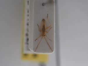  ( - BGE_ZSM_HET_0918)  @11 [ ] by-nc-sa (2025) SNSB, Staatliche Naturwissenschaftliche Sammlungen Bayerns ZSM (SNSB, Zoologische Staatssammlung Muenchen)
