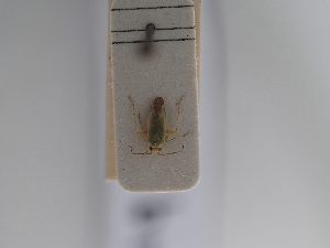  ( - BGE_ZSM_HET_0920)  @11 [ ] by-nc-sa (2025) SNSB, Staatliche Naturwissenschaftliche Sammlungen Bayerns ZSM (SNSB, Zoologische Staatssammlung Muenchen)
