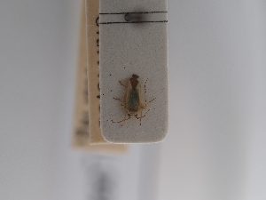  ( - BGE_ZSM_HET_0921)  @11 [ ] by-nc-sa (2025) SNSB, Staatliche Naturwissenschaftliche Sammlungen Bayerns ZSM (SNSB, Zoologische Staatssammlung Muenchen)