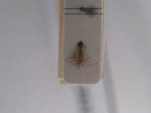  ( - BGE_ZSM_HET_0922)  @11 [ ] by-nc-sa (2025) SNSB, Staatliche Naturwissenschaftliche Sammlungen Bayerns ZSM (SNSB, Zoologische Staatssammlung Muenchen)