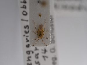  ( - BGE_ZSM_HET_0924)  @11 [ ] by-nc-sa (2025) SNSB, Staatliche Naturwissenschaftliche Sammlungen Bayerns ZSM (SNSB, Zoologische Staatssammlung Muenchen)