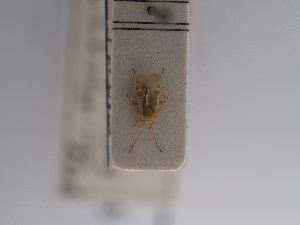  ( - BGE_ZSM_HET_0925)  @11 [ ] by-nc-sa (2025) SNSB, Staatliche Naturwissenschaftliche Sammlungen Bayerns ZSM (SNSB, Zoologische Staatssammlung Muenchen)
