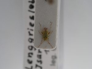  ( - BGE_ZSM_HET_0926)  @11 [ ] by-nc-sa (2025) SNSB, Staatliche Naturwissenschaftliche Sammlungen Bayerns ZSM (SNSB, Zoologische Staatssammlung Muenchen)