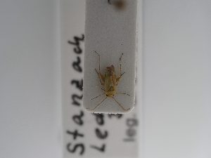  ( - BGE_ZSM_HET_0927)  @11 [ ] by-nc-sa (2025) SNSB, Staatliche Naturwissenschaftliche Sammlungen Bayerns ZSM (SNSB, Zoologische Staatssammlung Muenchen)