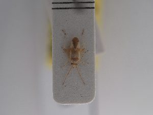  ( - BGE_ZSM_HET_0931)  @11 [ ] by-nc-sa (2025) SNSB, Staatliche Naturwissenschaftliche Sammlungen Bayerns ZSM (SNSB, Zoologische Staatssammlung Muenchen)