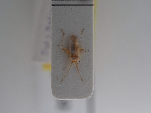  ( - BGE_ZSM_HET_0932)  @11 [ ] by-nc-sa (2025) SNSB, Staatliche Naturwissenschaftliche Sammlungen Bayerns ZSM (SNSB, Zoologische Staatssammlung Muenchen)