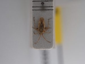  ( - BGE_ZSM_HET_0933)  @11 [ ] by-nc-sa (2025) SNSB, Staatliche Naturwissenschaftliche Sammlungen Bayerns ZSM (SNSB, Zoologische Staatssammlung Muenchen)