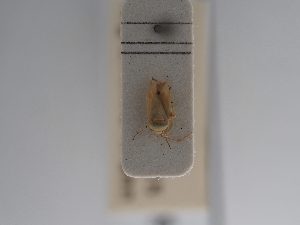  ( - BGE_ZSM_HET_0934)  @11 [ ] by-nc-sa (2025) SNSB, Staatliche Naturwissenschaftliche Sammlungen Bayerns ZSM (SNSB, Zoologische Staatssammlung Muenchen)