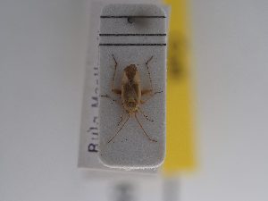  ( - BGE_ZSM_HET_0935)  @11 [ ] by-nc-sa (2025) SNSB, Staatliche Naturwissenschaftliche Sammlungen Bayerns ZSM (SNSB, Zoologische Staatssammlung Muenchen)