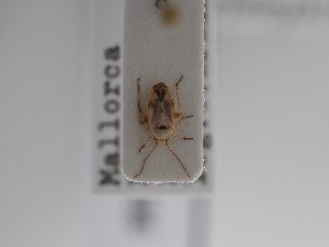  ( - BGE_ZSM_HET_0936)  @11 [ ] by-nc-sa (2025) SNSB, Staatliche Naturwissenschaftliche Sammlungen Bayerns ZSM (SNSB, Zoologische Staatssammlung Muenchen)