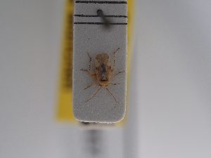  (Tuponia - BGE_ZSM_HET_0937)  @11 [ ] by-nc-sa (2025) SNSB, Staatliche Naturwissenschaftliche Sammlungen Bayerns ZSM (SNSB, Zoologische Staatssammlung Muenchen)