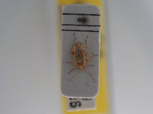  ( - BGE_ZSM_HET_0938)  @11 [ ] by-nc-sa (2025) SNSB, Staatliche Naturwissenschaftliche Sammlungen Bayerns ZSM (SNSB, Zoologische Staatssammlung Muenchen)