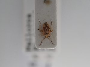  ( - BGE_ZSM_HET_0939)  @11 [ ] by-nc-sa (2025) SNSB, Staatliche Naturwissenschaftliche Sammlungen Bayerns ZSM (SNSB, Zoologische Staatssammlung Muenchen)