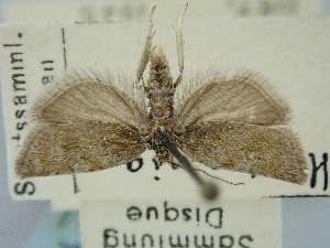  ( - BGE_ZSM_LEP_1155)  @11 [ ] by-nc-sa (2024) SNSB, Staatliche Naturwissenschaftliche Sammlungen Bayerns ZSM (SNSB, Zoologische Staatssammlung Muenchen)