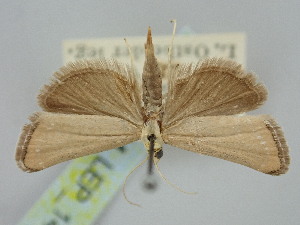  ( - BGE_ZSM_LEP_1478)  @11 [ ] by-nc-sa (2024) SNSB, Staatliche Naturwissenschaftliche Sammlungen Bayerns ZSM (SNSB, Zoologische Staatssammlung Muenchen)