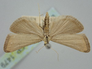  ( - BGE_ZSM_LEP_1479)  @11 [ ] by-nc-sa (2024) SNSB, Staatliche Naturwissenschaftliche Sammlungen Bayerns ZSM (SNSB, Zoologische Staatssammlung Muenchen)