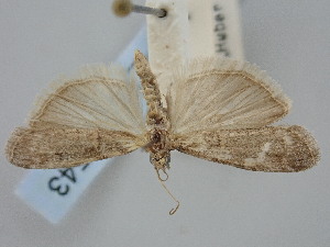 ( - BGE_ZSM_LEP_1543)  @11 [ ] by-nc-sa (2024) SNSB, Staatliche Naturwissenschaftliche Sammlungen Bayerns ZSM (SNSB, Zoologische Staatssammlung Muenchen)