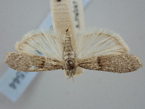  ( - BGE_ZSM_LEP_1544)  @11 [ ] by-nc-sa (2024) SNSB, Staatliche Naturwissenschaftliche Sammlungen Bayerns ZSM (SNSB, Zoologische Staatssammlung Muenchen)