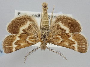  ( - BGE_ZSM_LEP_1611)  @11 [ ] by-nc-sa (2024) SNSB, Staatliche Naturwissenschaftliche Sammlungen Bayerns ZSM (SNSB, Zoologische Staatssammlung Muenchen)