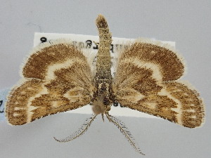  ( - BGE_ZSM_LEP_1612)  @11 [ ] by-nc-sa (2024) SNSB, Staatliche Naturwissenschaftliche Sammlungen Bayerns ZSM (SNSB, Zoologische Staatssammlung Muenchen)