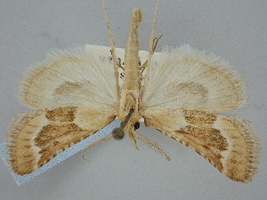  ( - BGE_ZSM_LEP_1617)  @11 [ ] by-nc-sa (2024) SNSB, Staatliche Naturwissenschaftliche Sammlungen Bayerns ZSM (SNSB, Zoologische Staatssammlung Muenchen)