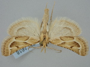  ( - BGE_ZSM_LEP_1618)  @11 [ ] by-nc-sa (2024) SNSB, Staatliche Naturwissenschaftliche Sammlungen Bayerns ZSM (SNSB, Zoologische Staatssammlung Muenchen)