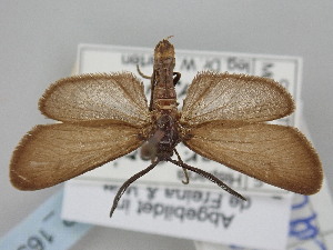  ( - BGE_ZSM_LEP_1650)  @11 [ ] by-nc-sa (2024) SNSB, Staatliche Naturwissenschaftliche Sammlungen Bayerns ZSM (SNSB, Zoologische Staatssammlung Muenchen)