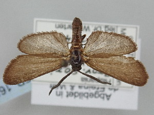  ( - BGE_ZSM_LEP_1651)  @11 [ ] by-nc-sa (2024) SNSB, Staatliche Naturwissenschaftliche Sammlungen Bayerns ZSM (SNSB, Zoologische Staatssammlung Muenchen)