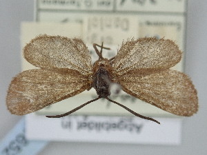  ( - BGE_ZSM_LEP_1652)  @11 [ ] by-nc-sa (2024) SNSB, Staatliche Naturwissenschaftliche Sammlungen Bayerns ZSM (SNSB, Zoologische Staatssammlung Muenchen)